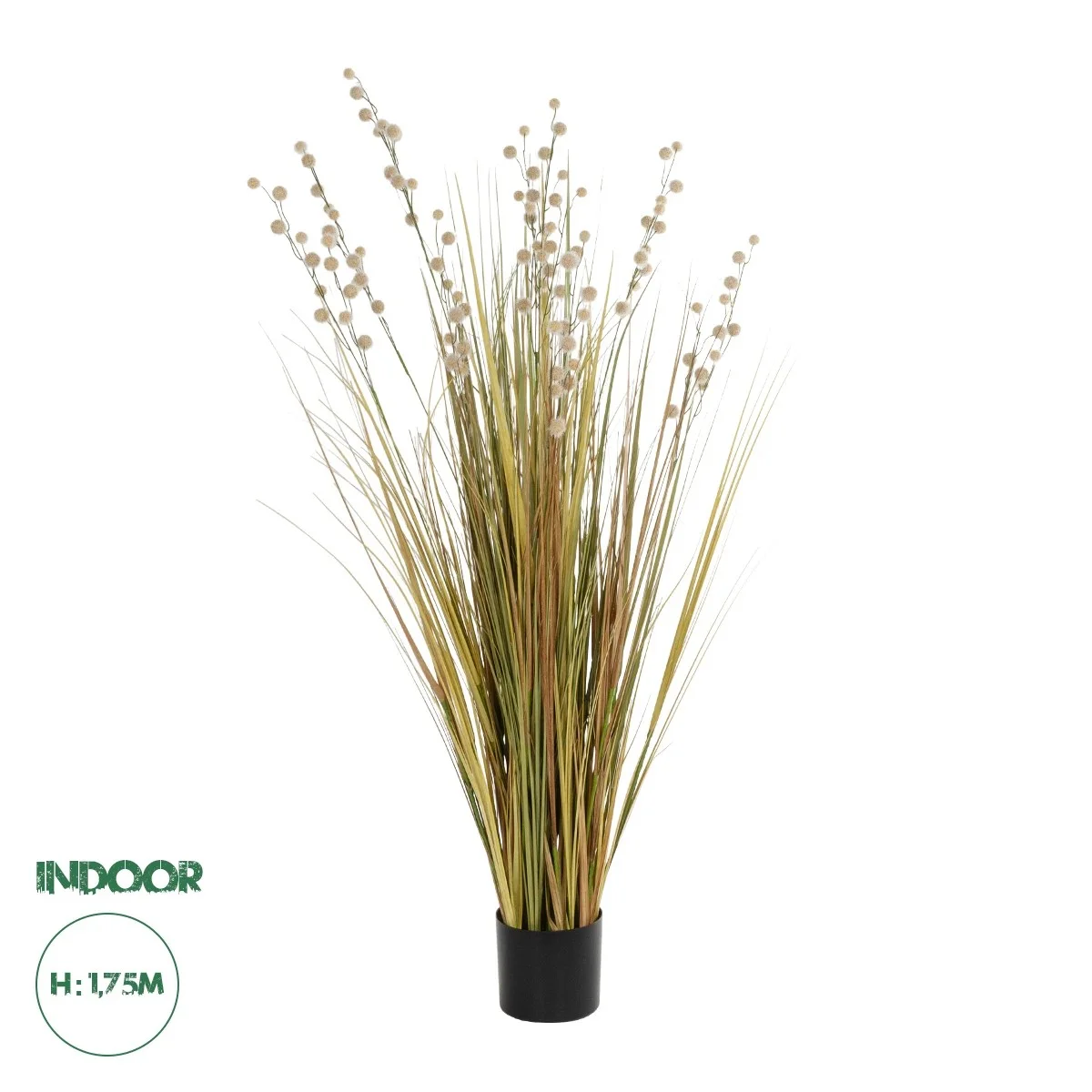 Φωτογραφία προϊόντος: GloboStar® Artificial Garden CRASPEDIA GRASS 21480 Τεχνητό Διακοσμητικό Φυτό Μπεζ & Πράσινο Κρασπέδια Μ90 x Π60 x Υ175cm