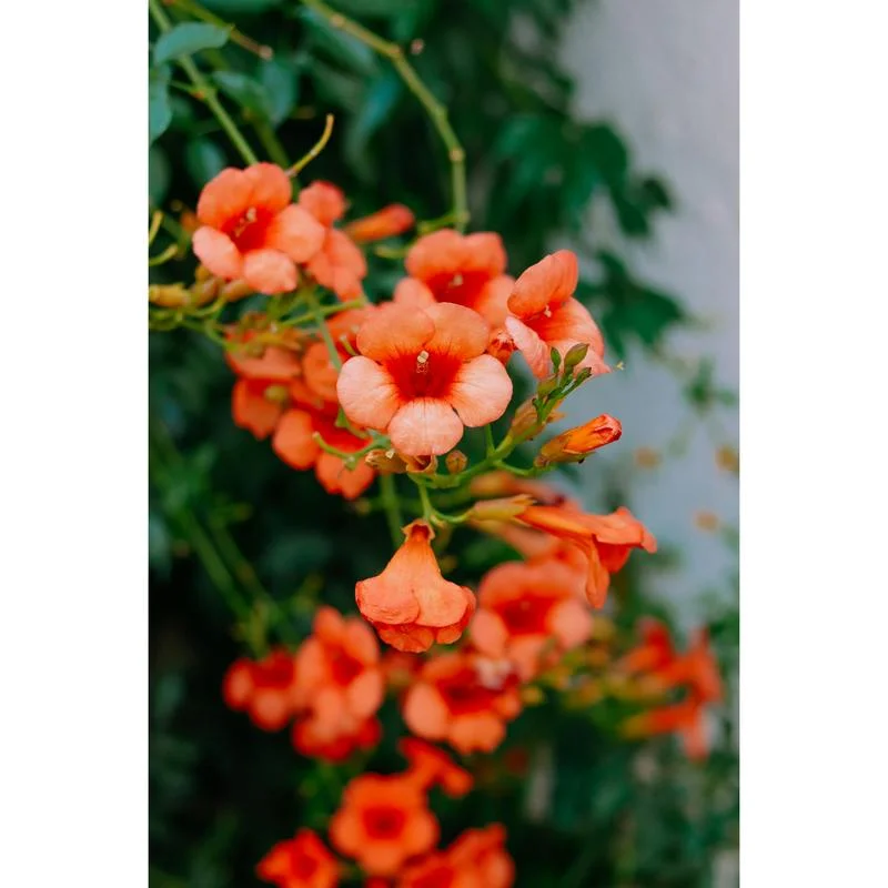 Φωτογραφία προϊόντος: OEM ΚΑΜΨΙΣ Campsis Radicans