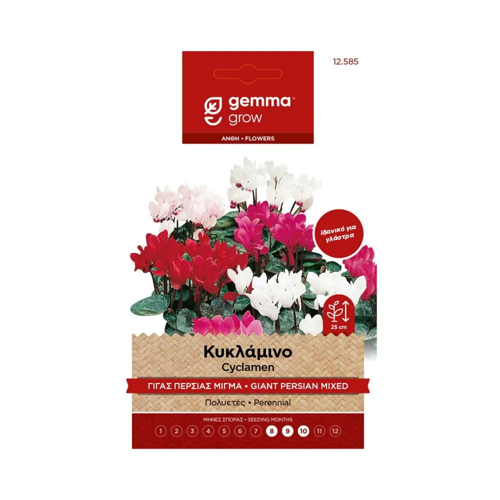 Φωτογραφία προϊόντος: Gemma Κυκλάμινο Γίγας Περσίας Μίγμα - 12585