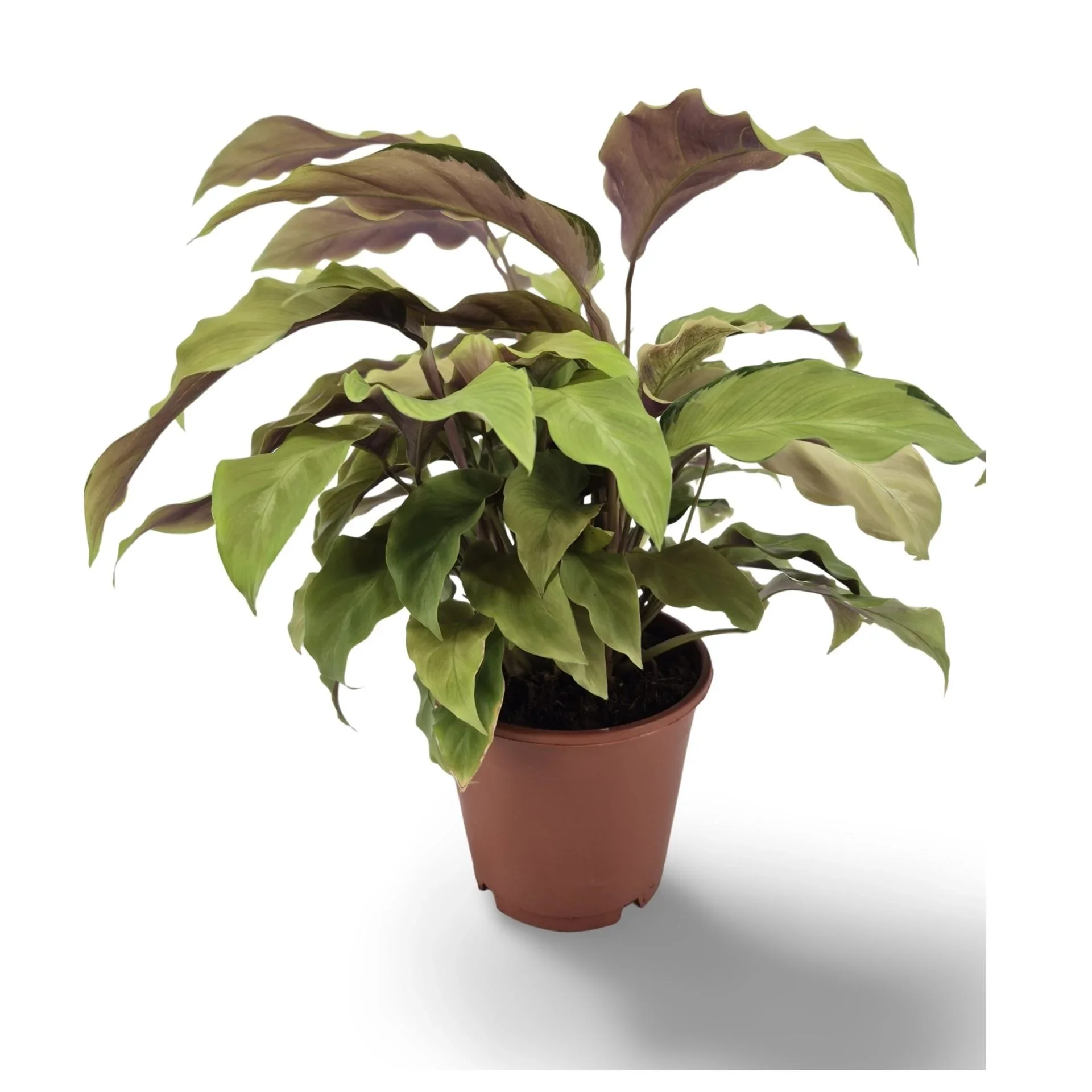Φωτογραφία προϊόντος: "Καλαθέα" Calathea Fusion Yellow