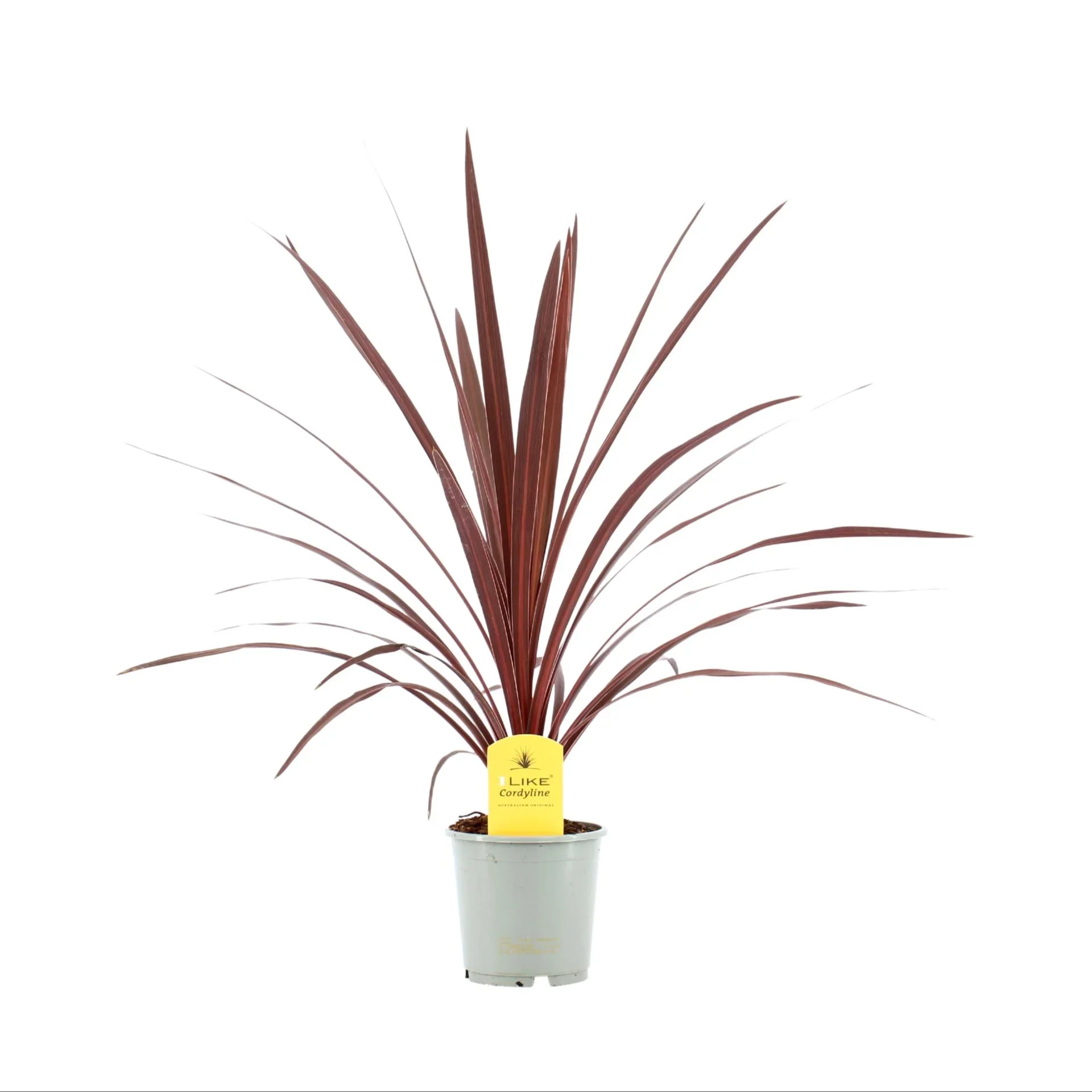 Φωτογραφία προϊόντος: "Κορδελίνι" Cordyline Australis Red Star