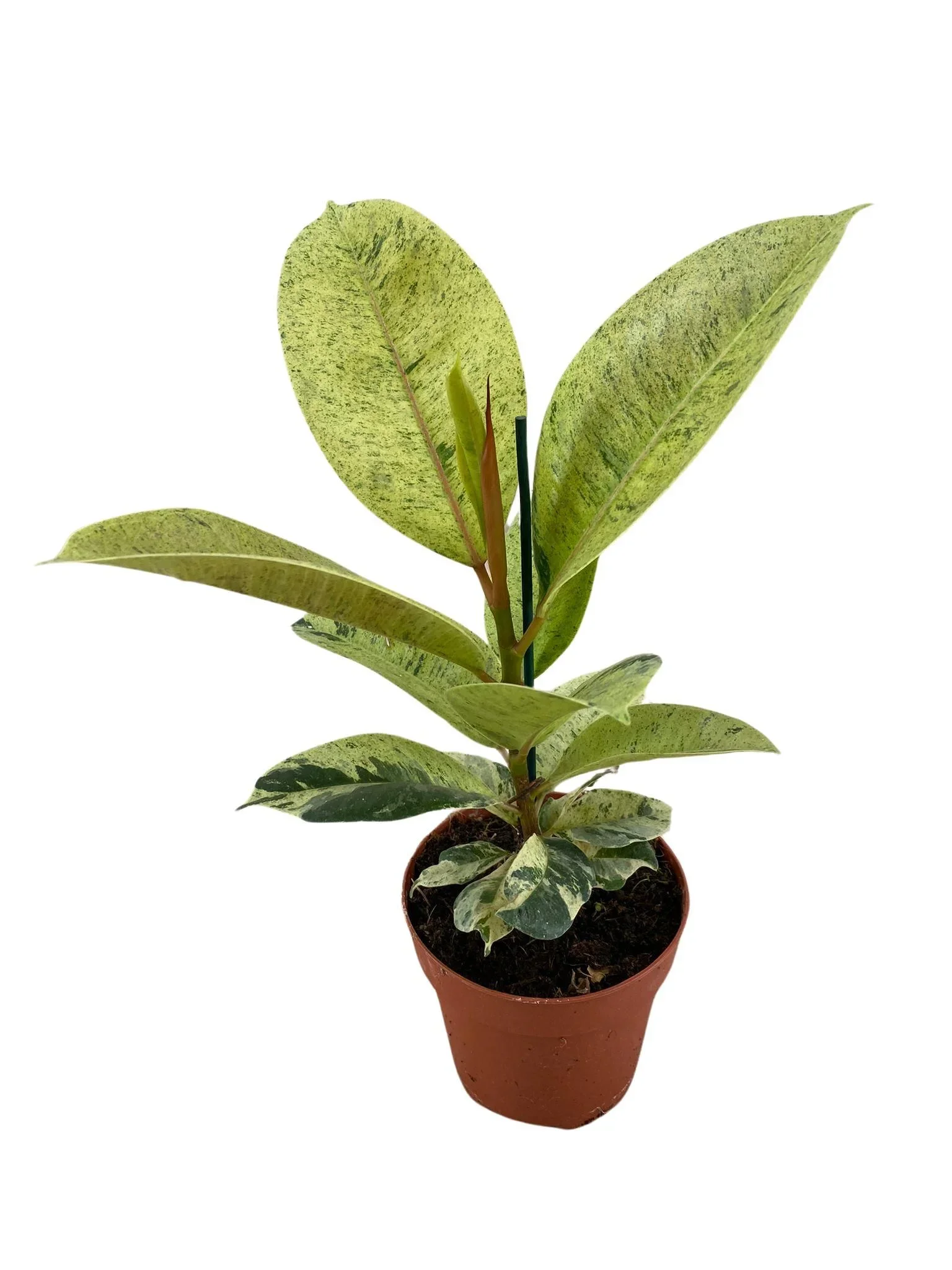 Φωτογραφία προϊόντος: "Φίκος" Ficus elastica Moonshine Schrijveriana