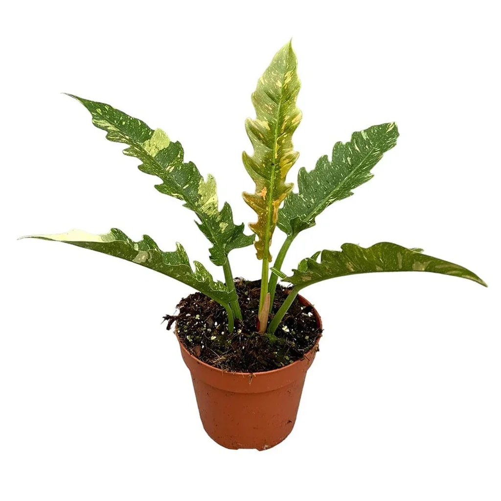 Φωτογραφία προϊόντος: "Φιλόδεντρο" Philodendron narrow Ring of Fire
