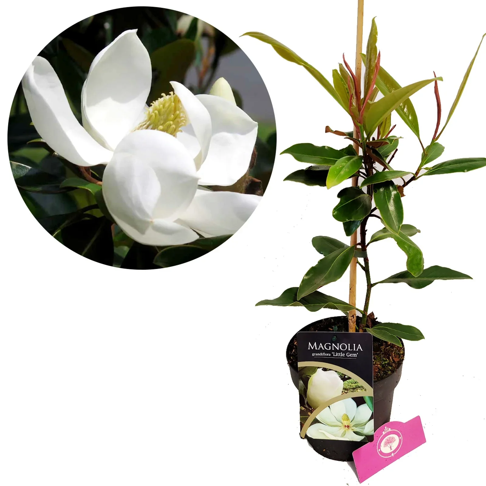 Φωτογραφία προϊόντος: "Μαγνόλια" Magnolia grandiflora Little Gem ΑΡΩΜΑΤΙΚΗ