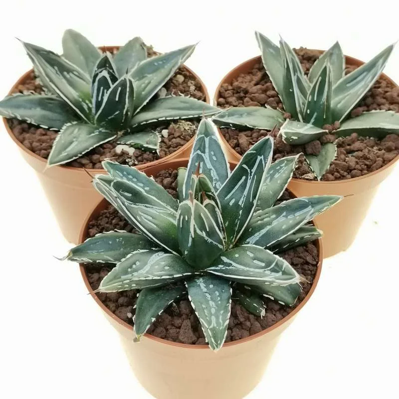 Φωτογραφία προϊόντος: "Αγάυη" Agave Victoriae Reginae Βασίλισσα Βικτωρία