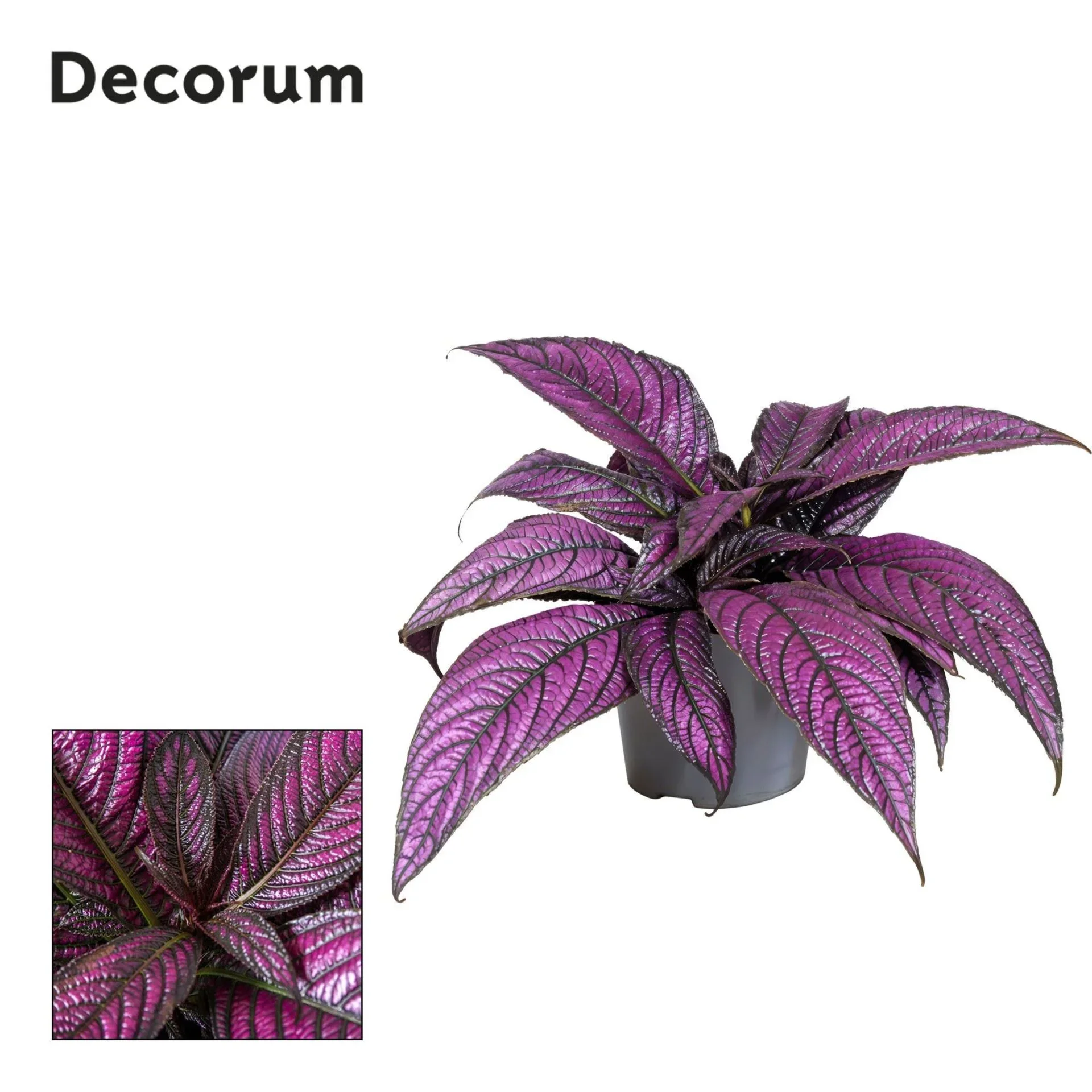 Φωτογραφία προϊόντος: "Περσική Ασπίδα" Strobilanthes Dyeriana