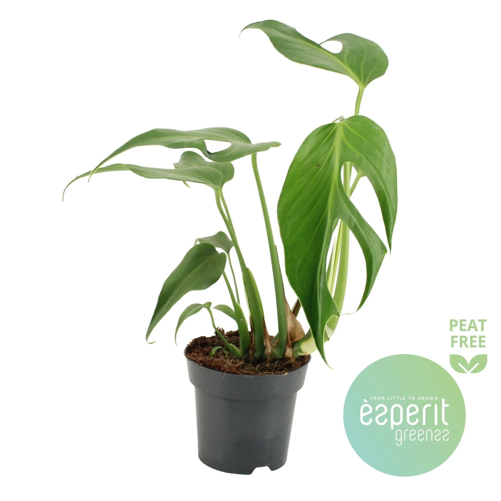 Φωτογραφία προϊόντος: "Μονστέρα" Monstera Burle Marx Flame XL
