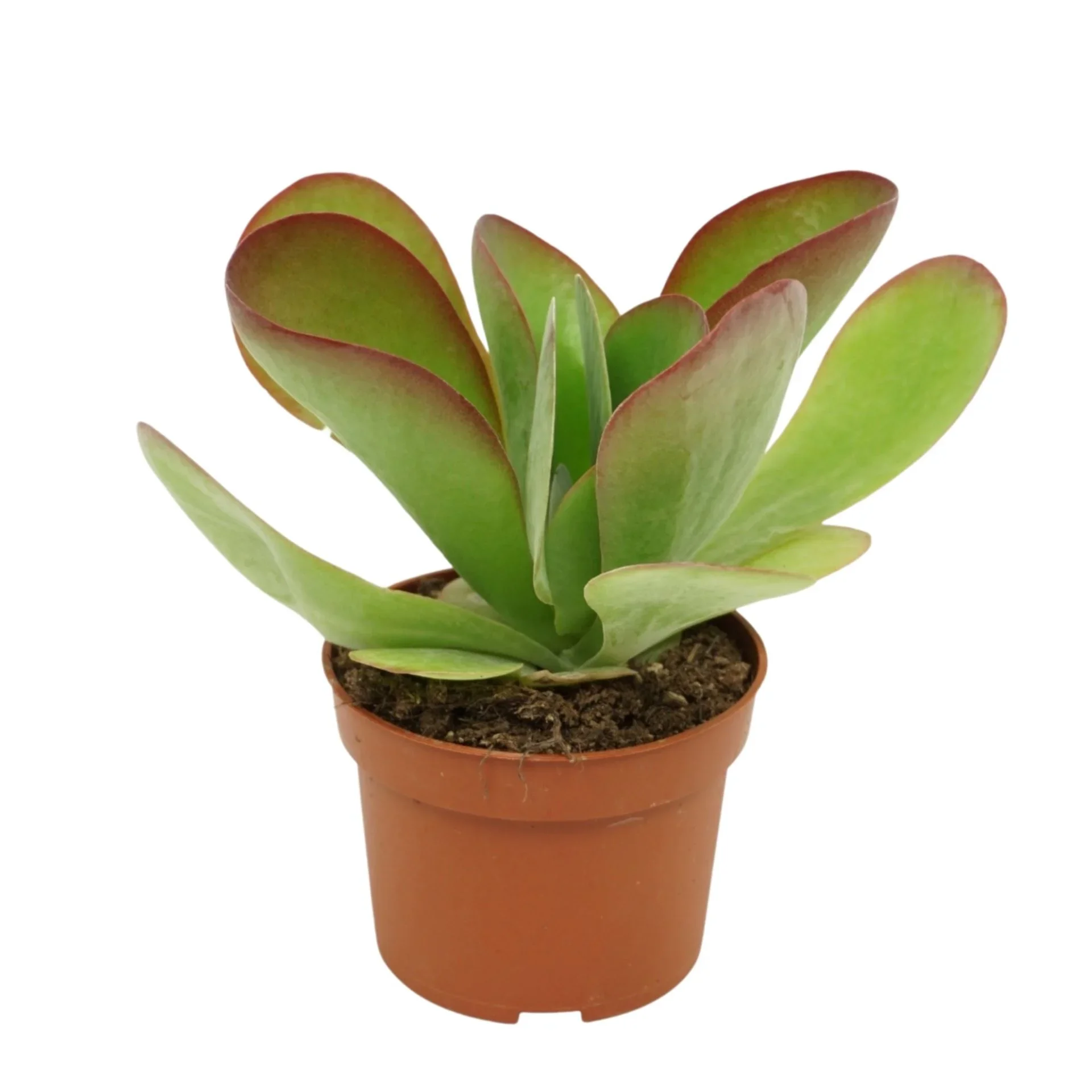 Φωτογραφία προϊόντος: "Καλαγχόη" Kalanchoe Thyrsiflora Red Lips