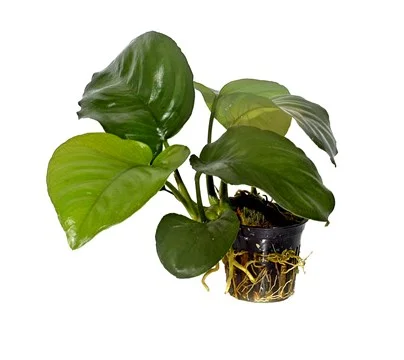Φωτογραφία προϊόντος: Tropica Anubias Barteri Var Caladifolia