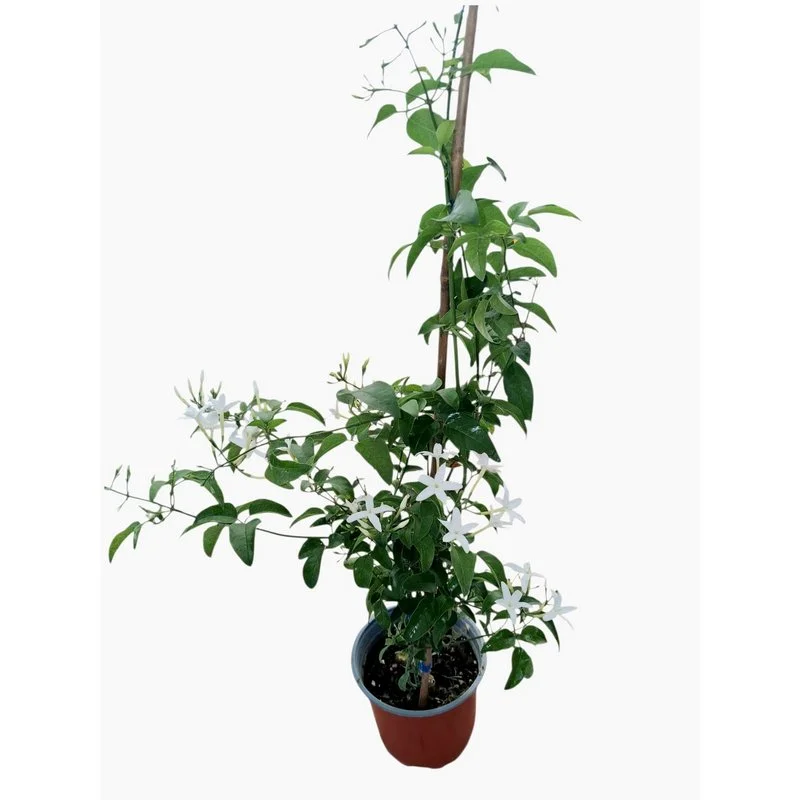 Φωτογραφία προϊόντος: OEM ΓΙΑΣΕΜΙ ΠΟΛΥΑΝΘΕΣ Jasminum Polyanthum