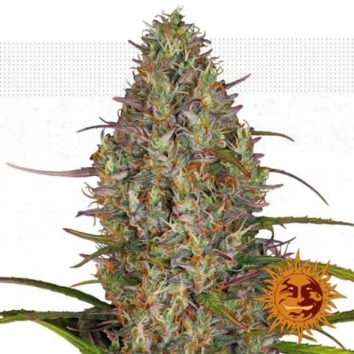 Φωτογραφία προϊόντος: Barney's Farm Gorilla Glue Auto (Barney s Farm)
