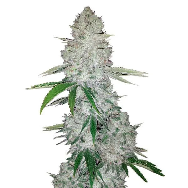 Φωτογραφία προϊόντος: 420 Fast Buds Gorilla Glue Auto (Fast Buds)