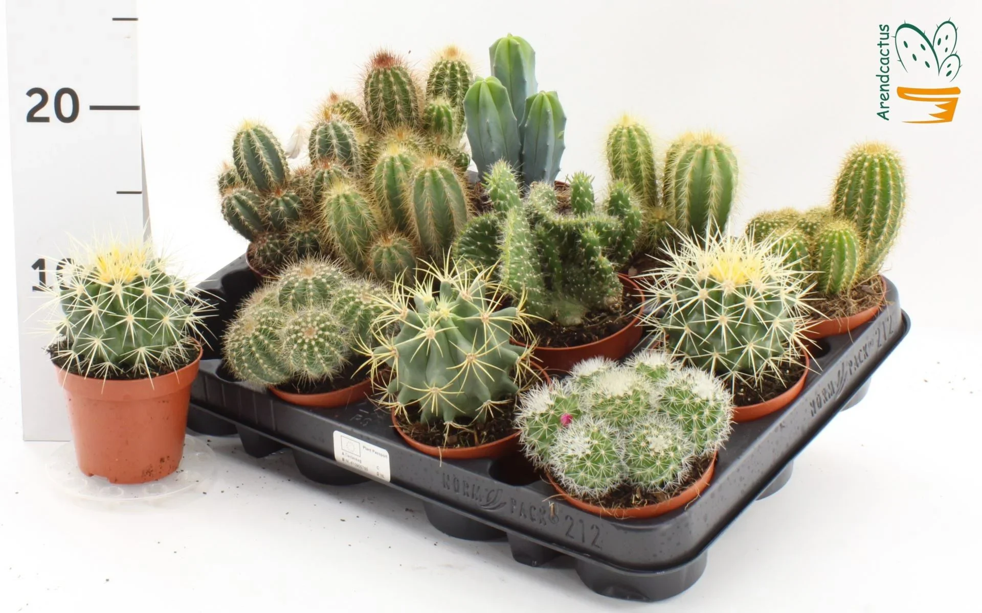 Φωτογραφία προϊόντος: "Κάκτος" Cactus Mix