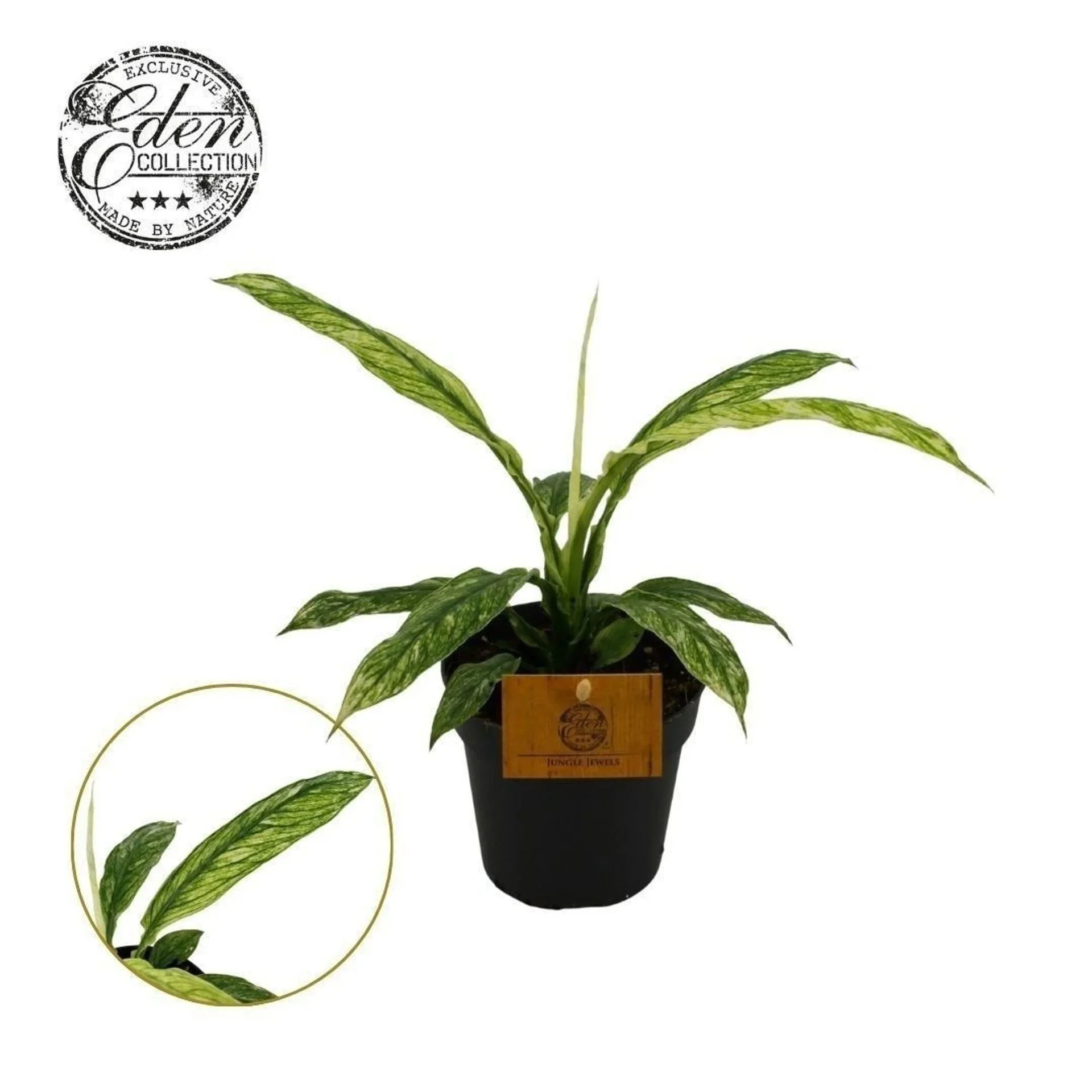 Φωτογραφία προϊόντος: "Σπαθίφυλλο" Spathiphyllum Sensation Variegated