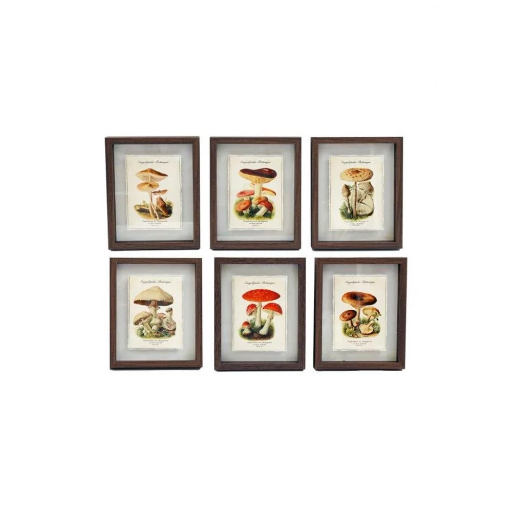 Φωτογραφία προϊόντος: Plastona Κάδρο MUSHROOMS 6σχ. 21x26cm
