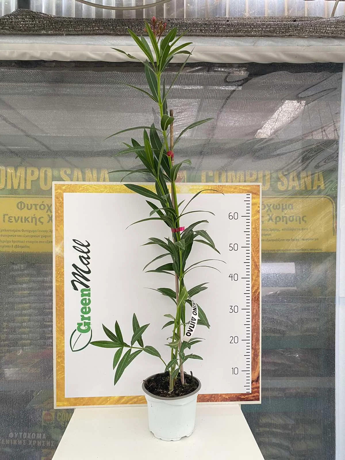 Φωτογραφία προϊόντος: "Πικροδάφνη" Nerium Oleander KOKKINH