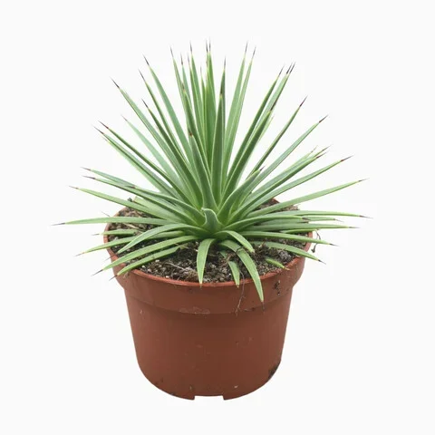 Φωτογραφία προϊόντος: "Αγαύη" Agave Stricta Nana