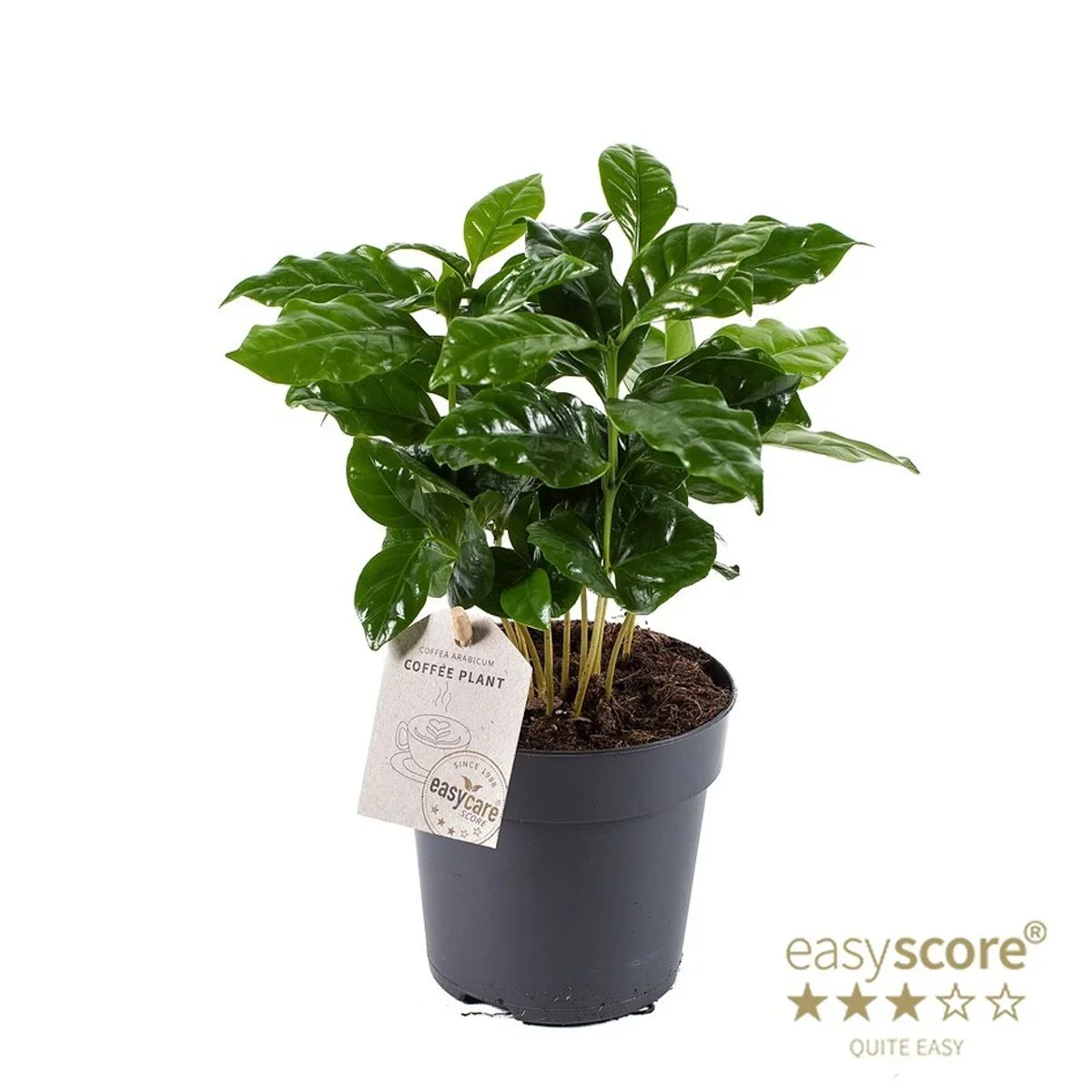 Φωτογραφία προϊόντος: "Φυτό Καφέ" Coffea Arabica