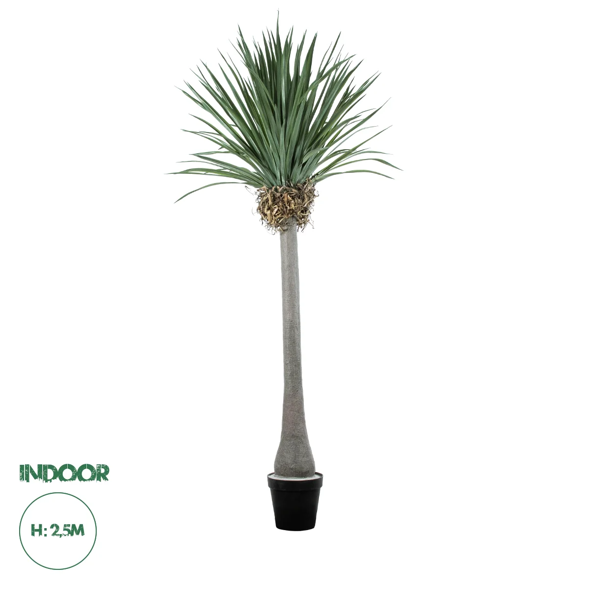 Φωτογραφία προϊόντος: GloboStar® Artificial Garden BEAUCARNEA PALM TREE 20048 Τεχνητό Διακοσμητικό Φυτό Κυρτόφυλλος Μπουκαρνέα Υ250cm