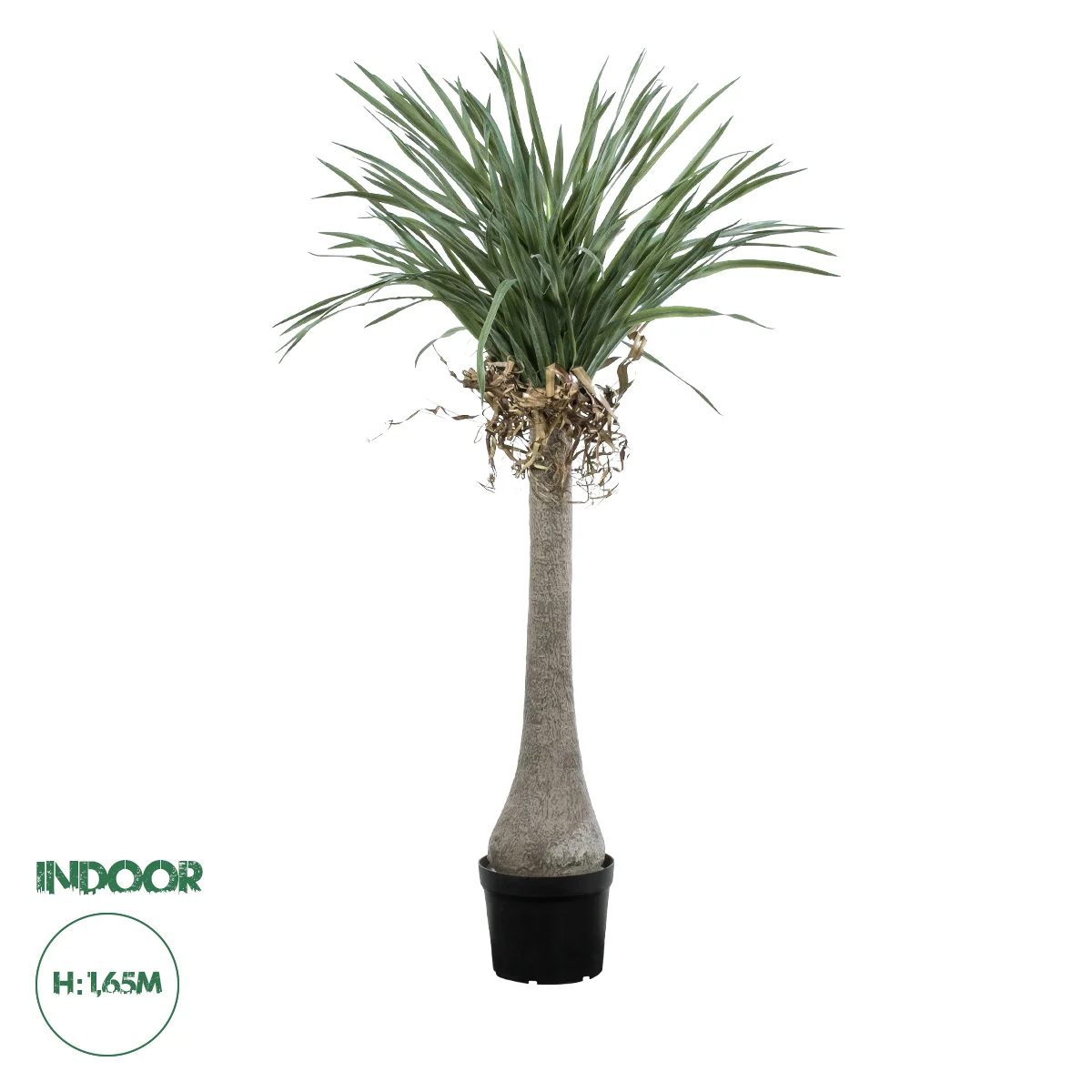 Φωτογραφία προϊόντος: GloboStar® Artificial Garden BEAUCARNEA PALM TREE 20046 Τεχνητό Διακοσμητικό Φυτό Κυρτόφυλλος Μπουκαρνέα Υ165cm