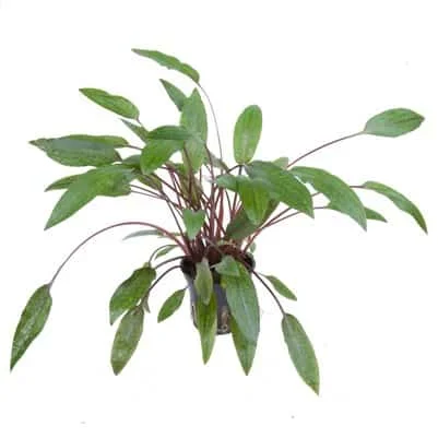 Φωτογραφία προϊόντος: Tropica Cryptocoryne petchii