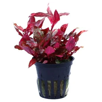Φωτογραφία προϊόντος: Tropica Alternanthera reineckii Pink