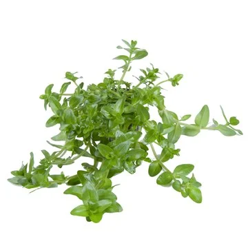 Φωτογραφία προϊόντος: Tropica Bacopa Caroliana