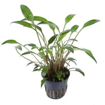 Φωτογραφία προϊόντος: Tropica Cryptocoryne x willisii potted