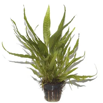 Φωτογραφία προϊόντος: Tropica Microsorum pteropus