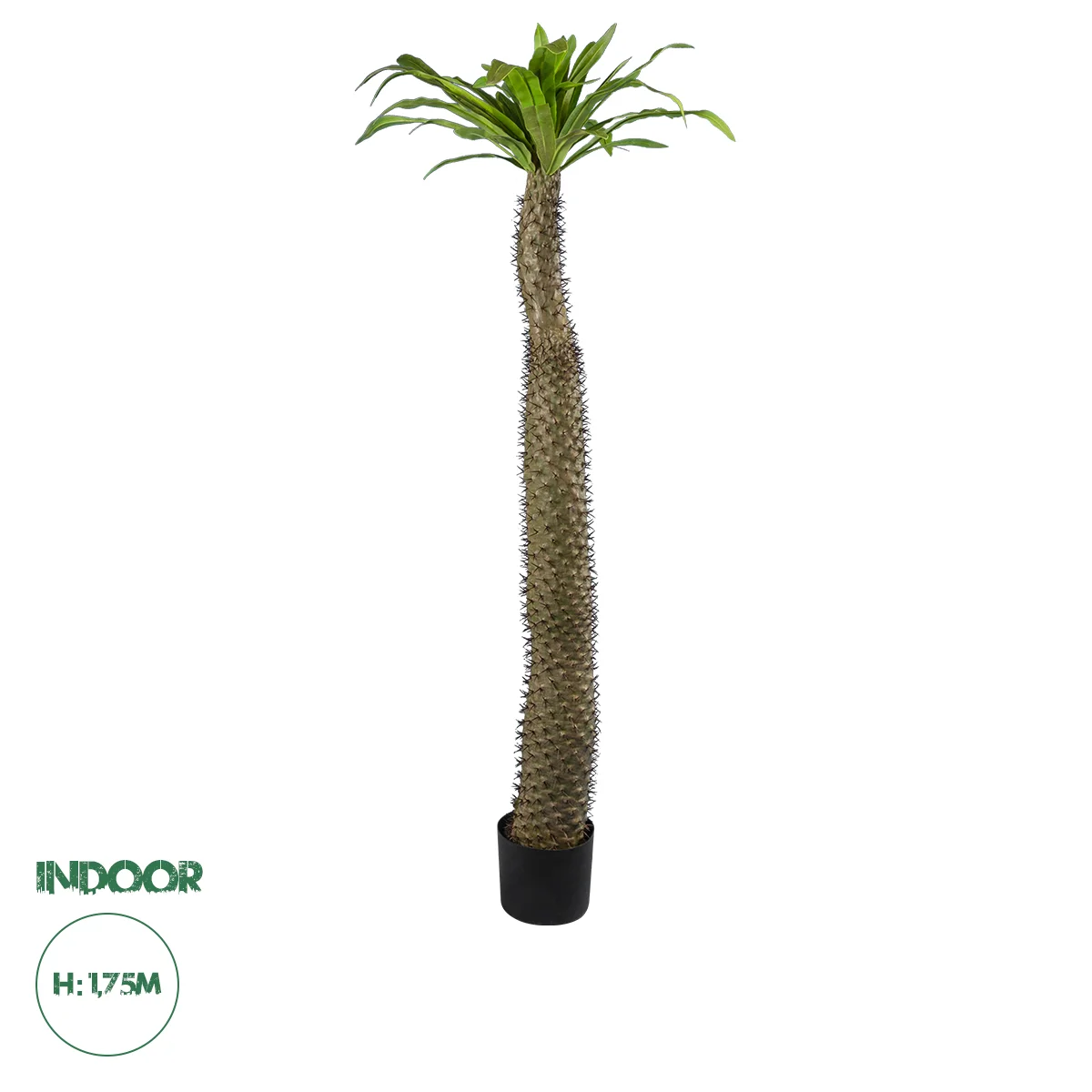 Φωτογραφία προϊόντος: GloboStar® Artificial Garden PACHYPODIUM LAMEREI PALM TREE 20130 Τεχνητό Διακοσμητικό Φυτό Φοίνικας της Μαγαδασκάρης Υ175cm