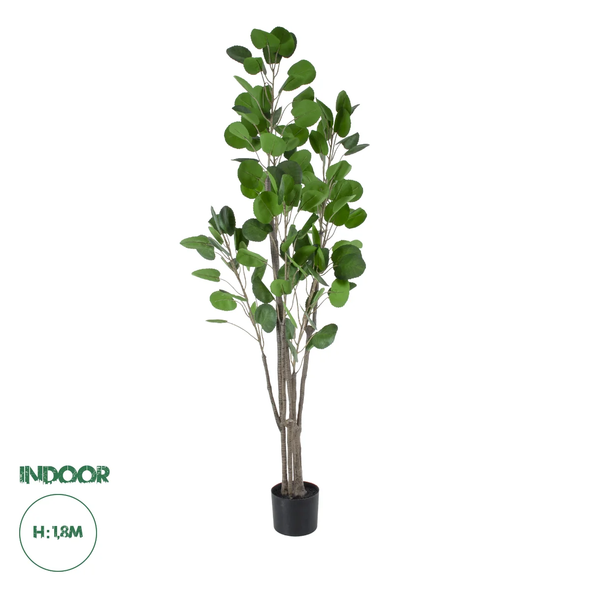 Φωτογραφία προϊόντος: GloboStar® Artificial Garden POLYSCIAS BALFOURIANA TREE 20375 Τεχνητό Διακοσμητικό Φυτό Πολυσκιά Υ180cm