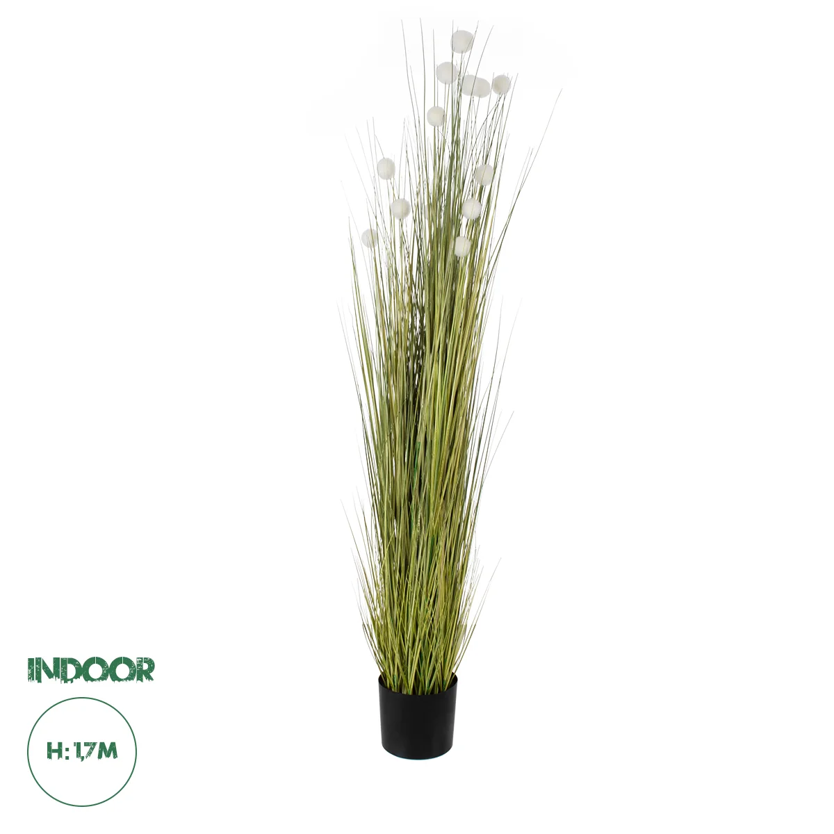 Φωτογραφία προϊόντος: GloboStar® Artificial Garden ERIOPHORUM ANGUSTIFOLIUM COTTON GRASS 20074 Τεχνητό Διακοσμητικό Φυτό Γρασίδι του Βαμβακιού Υ170cm