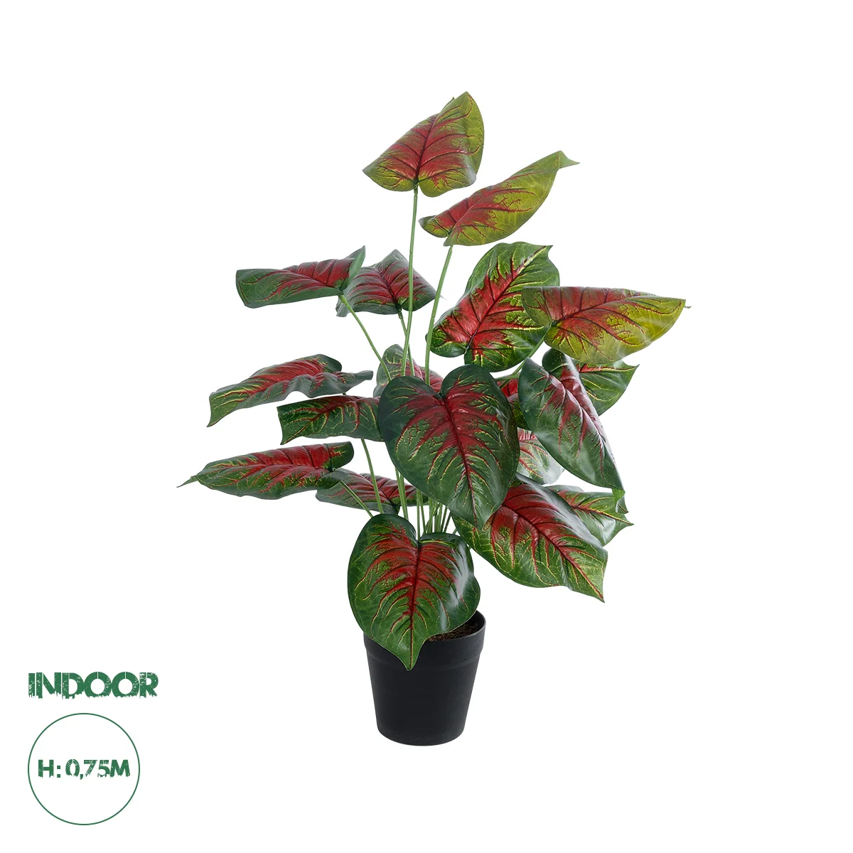 Φωτογραφία προϊόντος: GloboStar® Artificial Garden CALADIUM MIX 20911 Διακοσμητικό Φυτό Καλάντιουμ Υ75cm
