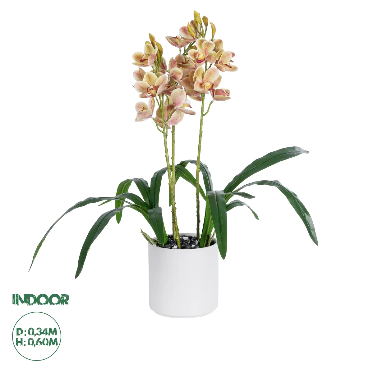 Φωτογραφία προϊόντος: GloboStar® Artificial Garden CHAMPAGNE CHERRY CYMBIDIUM 21404 Διακοσμητικό Φυτό Σαμπανιζέ Κυμβίδιο Υ60cm