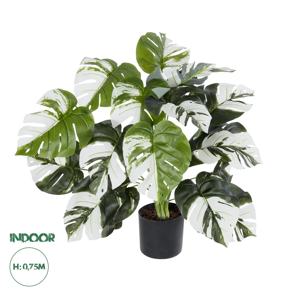 Φωτογραφία προϊόντος: GloboStar® Artificial Garden ALBINO MONSTERA PLANT 20925 - Διακοσμητικό Φυτό Λευκή Μονστέρα Φ70 x Υ75cm