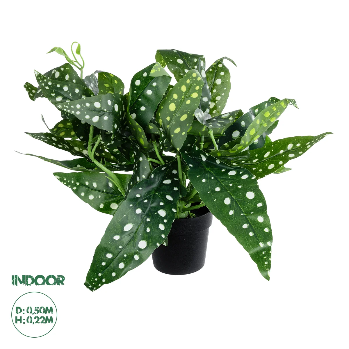 Φωτογραφία προϊόντος: GloboStar® Artificial Garden BEGONIA POLKA DOT PLANT 20959 Διακοσμητικό Φυτό Βιγόνια Φ50 x Υ22cm