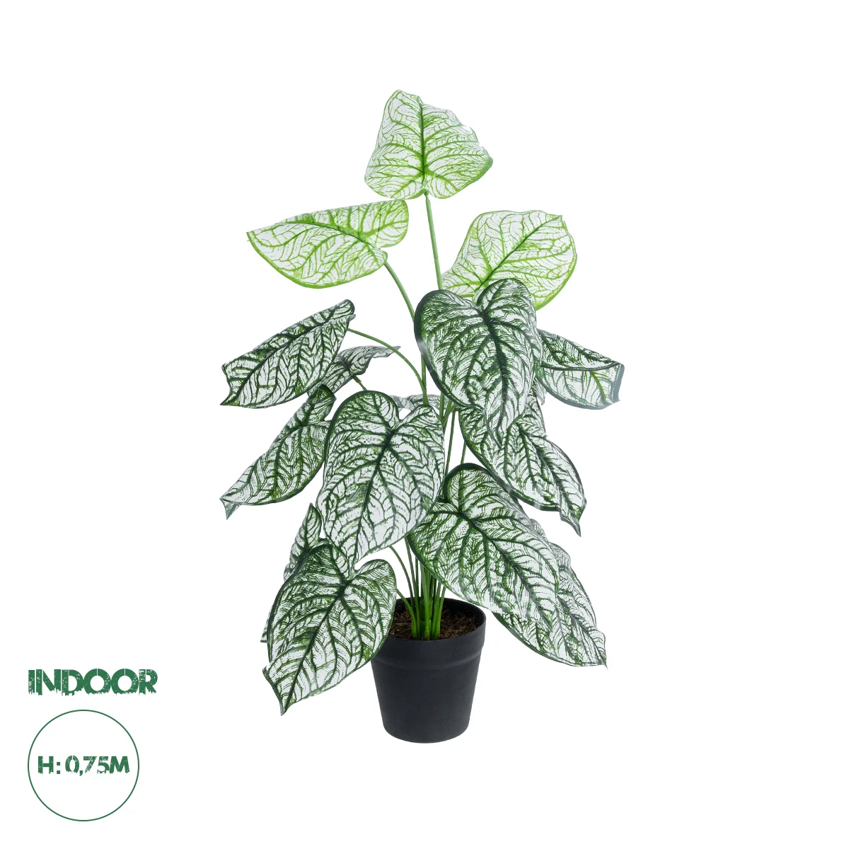 Φωτογραφία προϊόντος: GloboStar® Artificial Garden CALADIUM 20908 Διακοσμητικό Φυτό Καλάδια Υ75cm