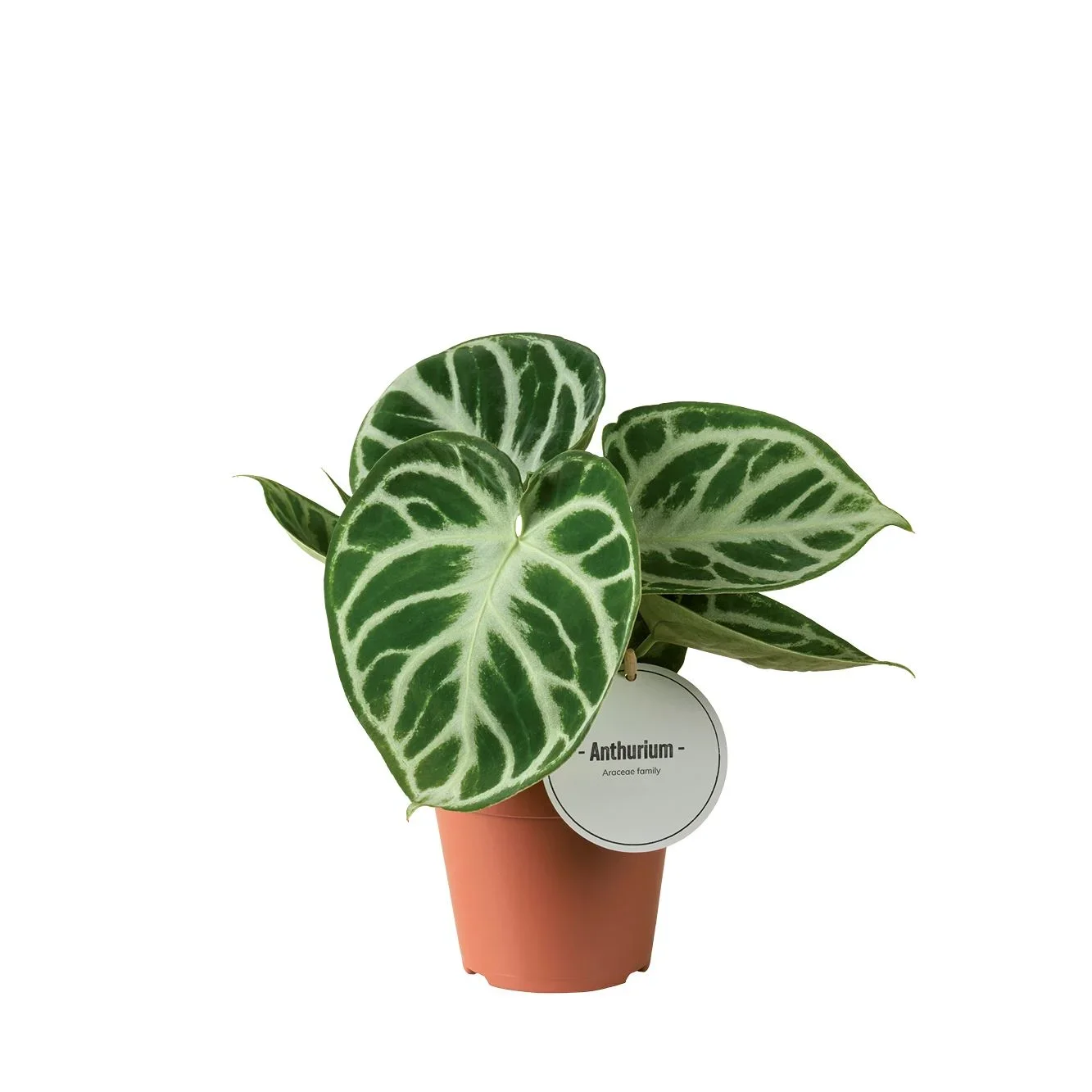 Φωτογραφία προϊόντος: "Ανθούριο" Anthurium Silver Blush