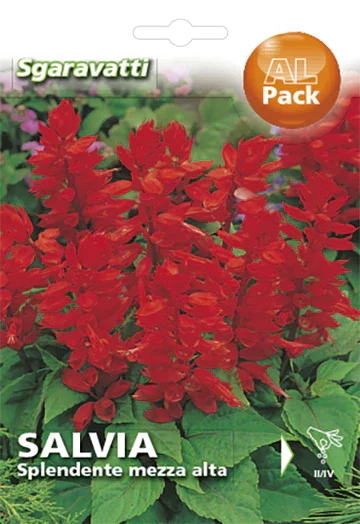 Φωτογραφία προϊόντος: ΣΠΟΡΟΙ ΦΛΟΓΑ SALVIA SPLENDENTE SGARAVATTI