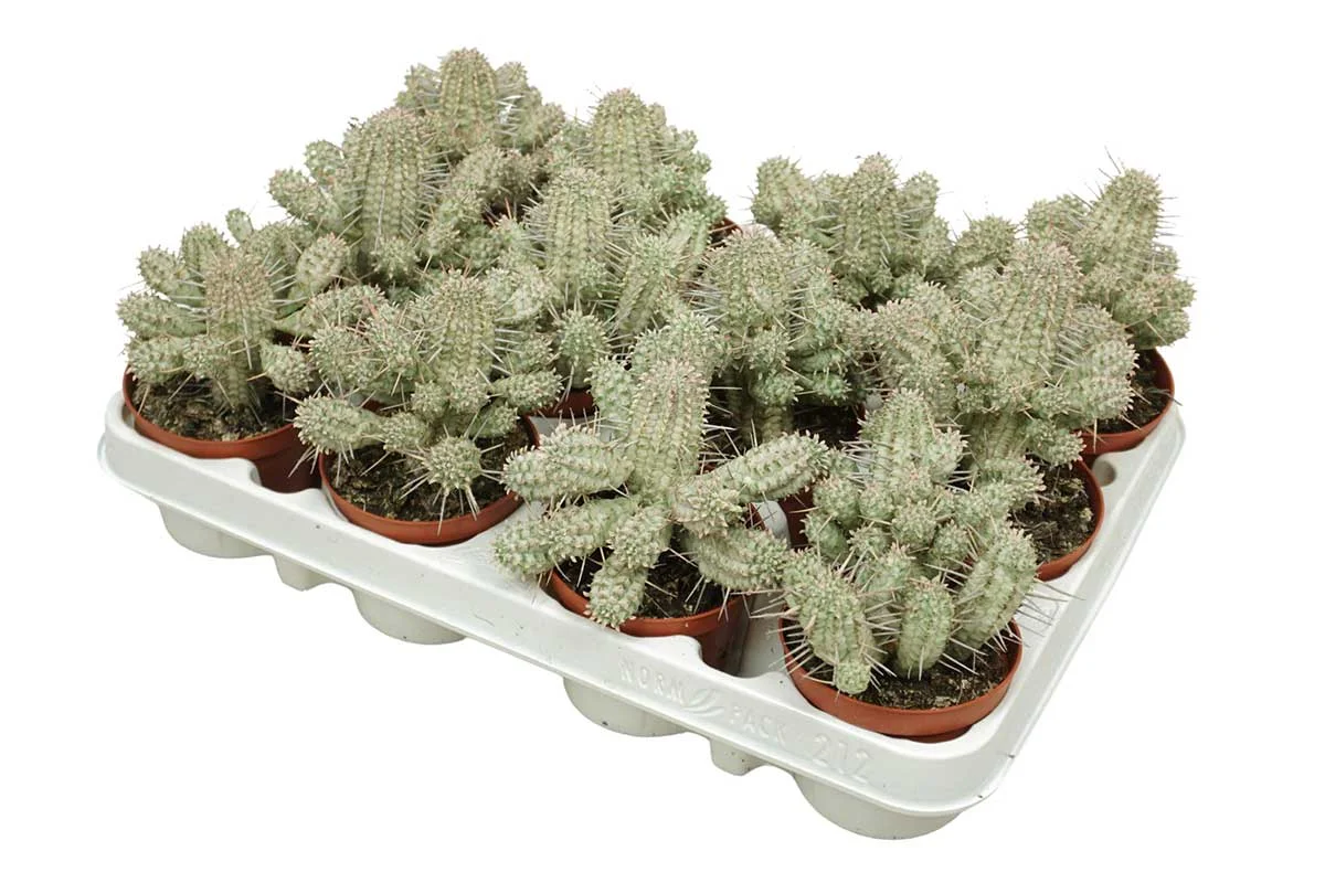 Φωτογραφία προϊόντος: "Εφόρβια" Euphorbia Mammillaris Variagata XL