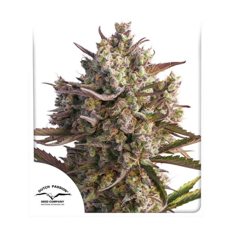 Φωτογραφία προϊόντος: Auto Blueberry (Dutch Passion)