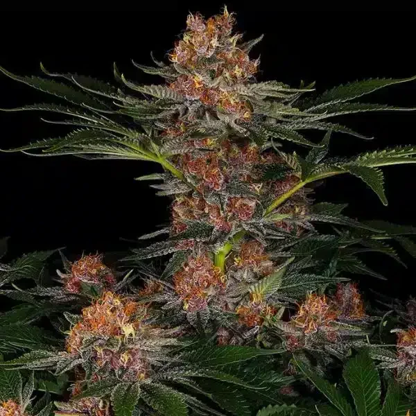 Φωτογραφία προϊόντος: Barney's Farm Purple Punch Auto (Barney s Farm)