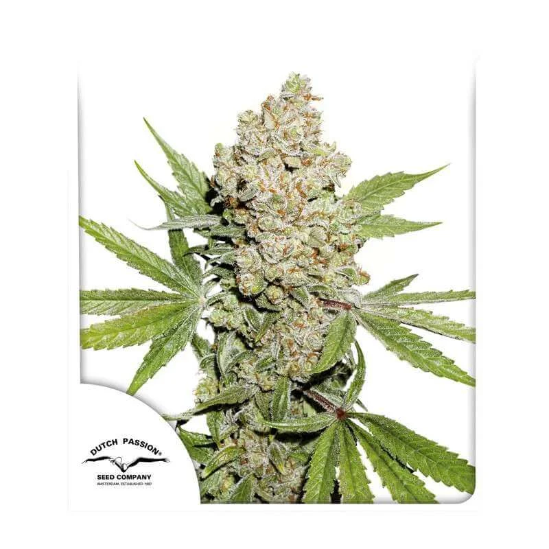 Φωτογραφία προϊόντος: Auto Lemon Kix® 3 seeds (Dutch Passion)