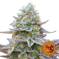 Φωτογραφία προϊόντος: Barney's Farm Gorilla Zkittlez Auto (Barney s Farm)