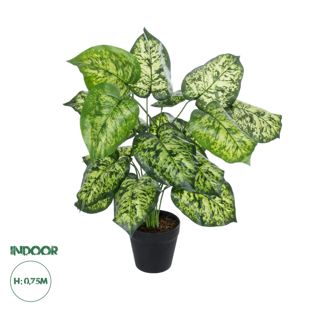 Φωτογραφία προϊόντος: GloboStar® Artificial Garden DIEFFENBACHIA PLANT 20914 Διακοσμητικό Φυτό Διφενμπάχια Φ58 x Υ75cm