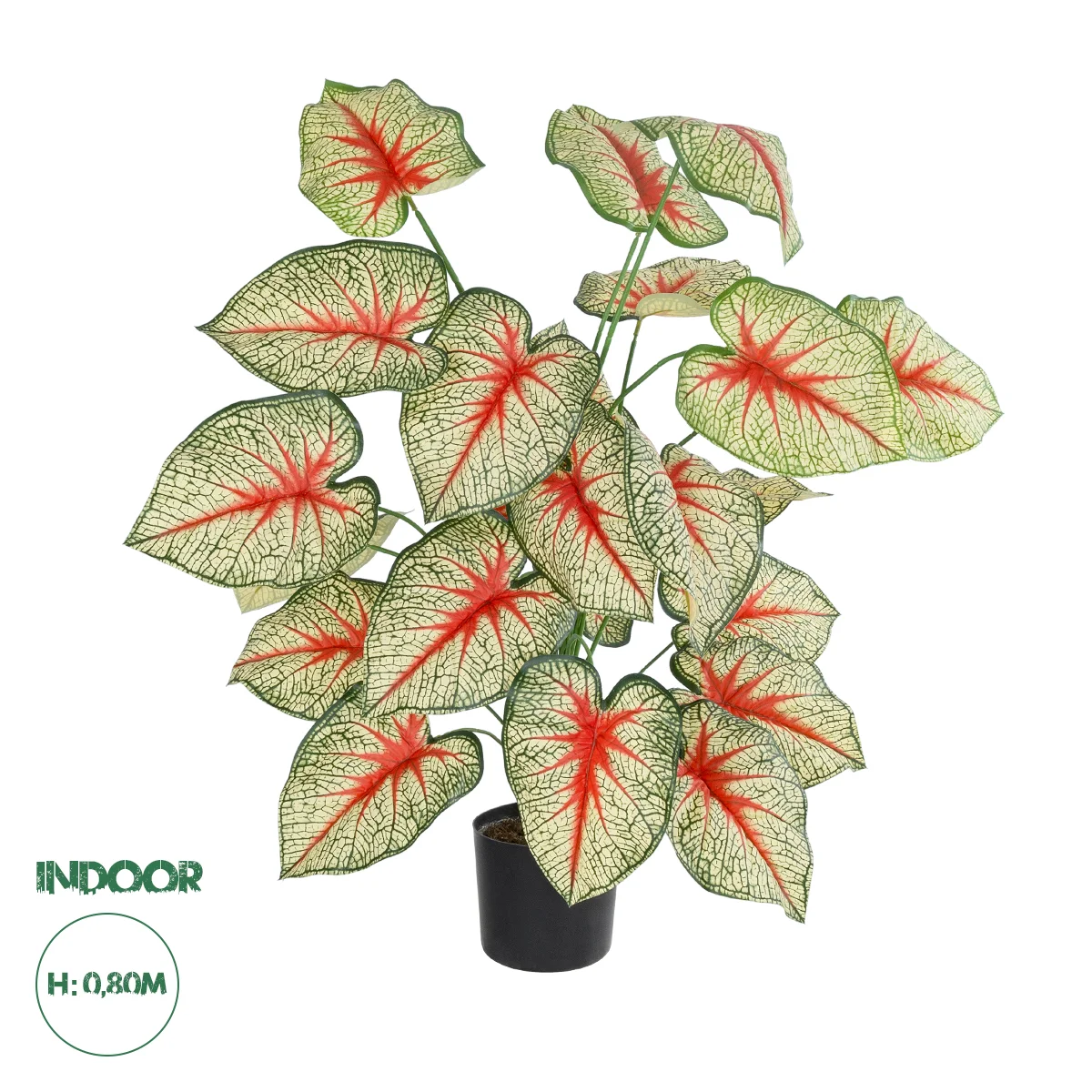 Φωτογραφία προϊόντος: GloboStar® Artificial Garden CALADIUM PLANT 20921 Διακοσμητικό Φυτό Καλάντιουμ Φ75 x Υ80cm