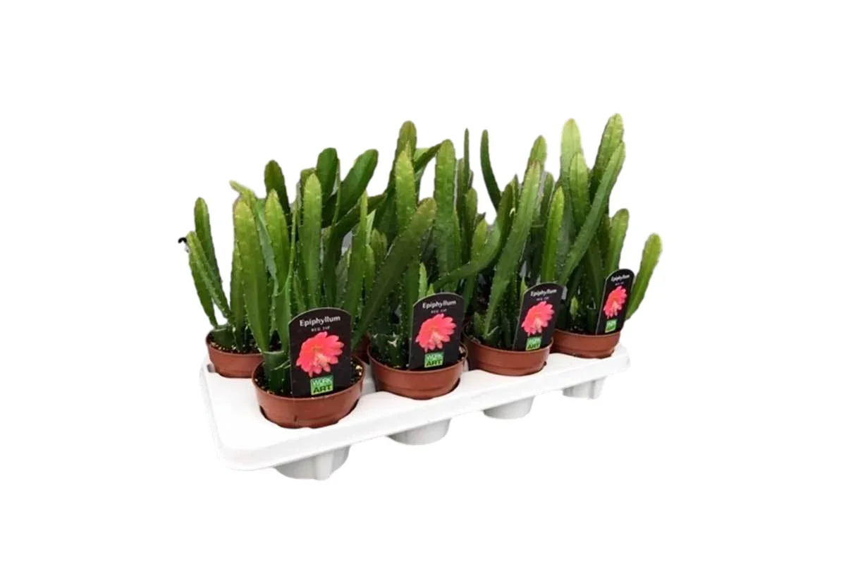 Φωτογραφία προϊόντος: "Επίφυλλο" Epiphyllum Red Tip