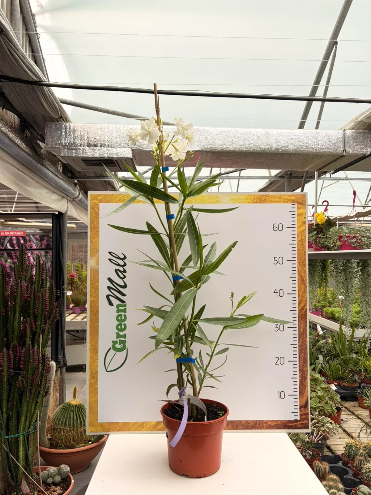 Φωτογραφία προϊόντος: "Πικροδάφνη" Nerium Oleander ΛΕΥΚΗ
