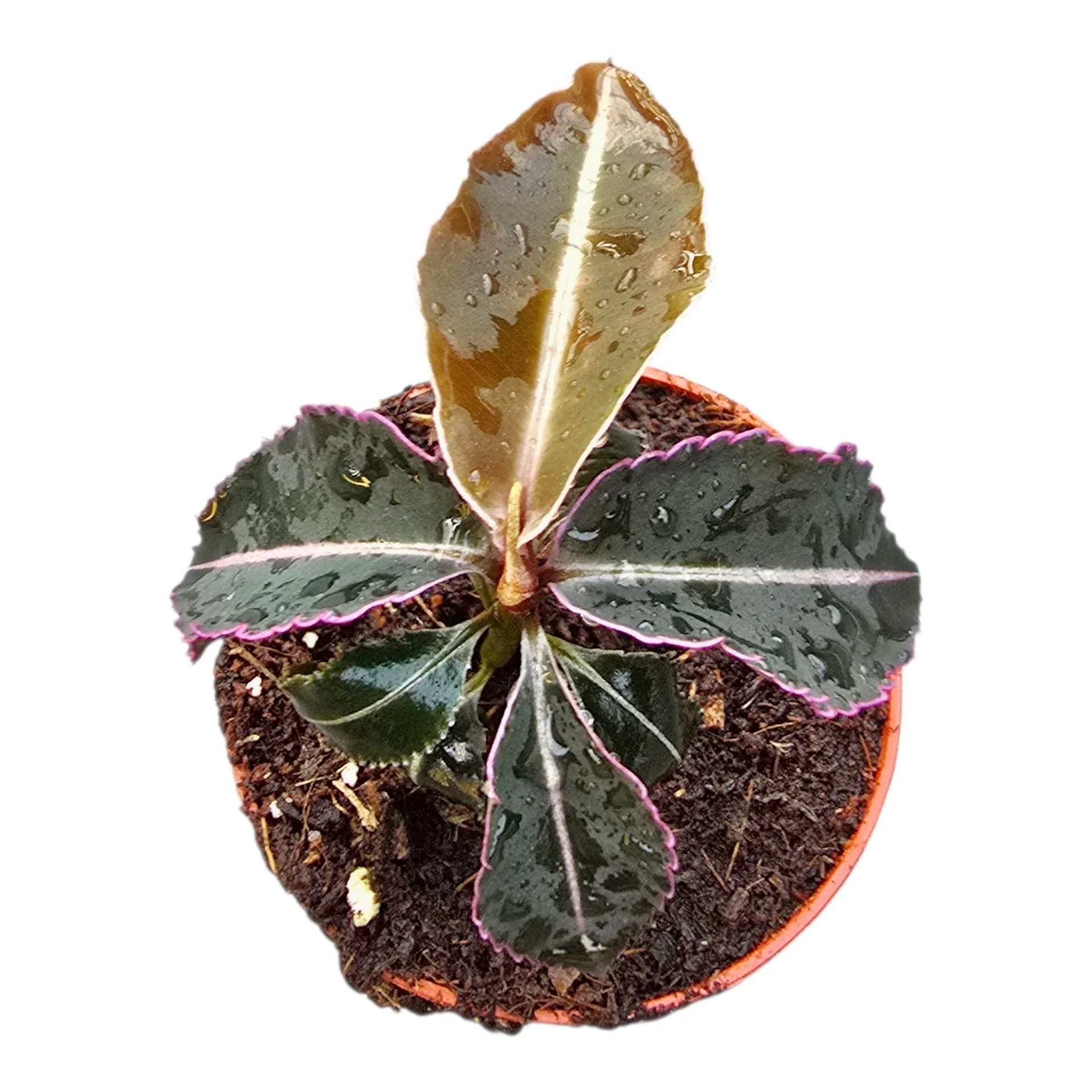 Φωτογραφία προϊόντος: Labisia Obtusifolia Pumila