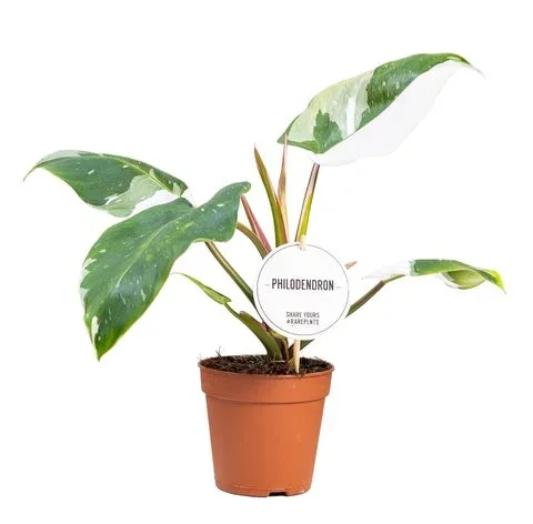 Φωτογραφία προϊόντος: "Φιλόδεντρο" Philodendron White Princess